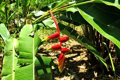 Kwiat Helikonii w Palenque 