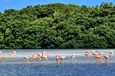 Flamingi w Rezerwacie Celestun