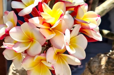 Kwiat Frangipani 