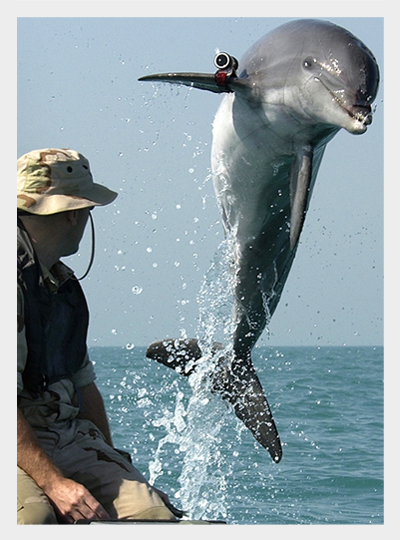 Delfin jako przykład inteligencji zwierząt