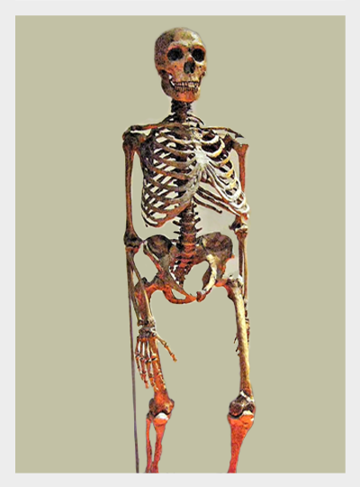 Szkielet neandertalczyka