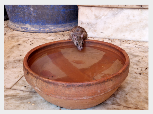 Święty szczur ze świątyni Karni Maty