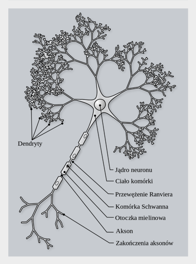 Schemat budowy neuronu