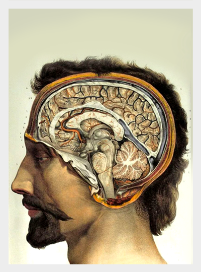 Mózg człowieka w przekroju