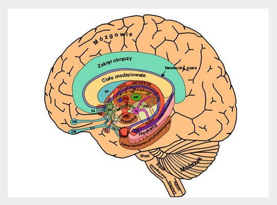 Układ limbiczny człowieka
