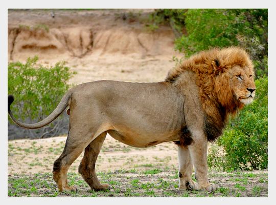 Samiec lwa afrykańskiego